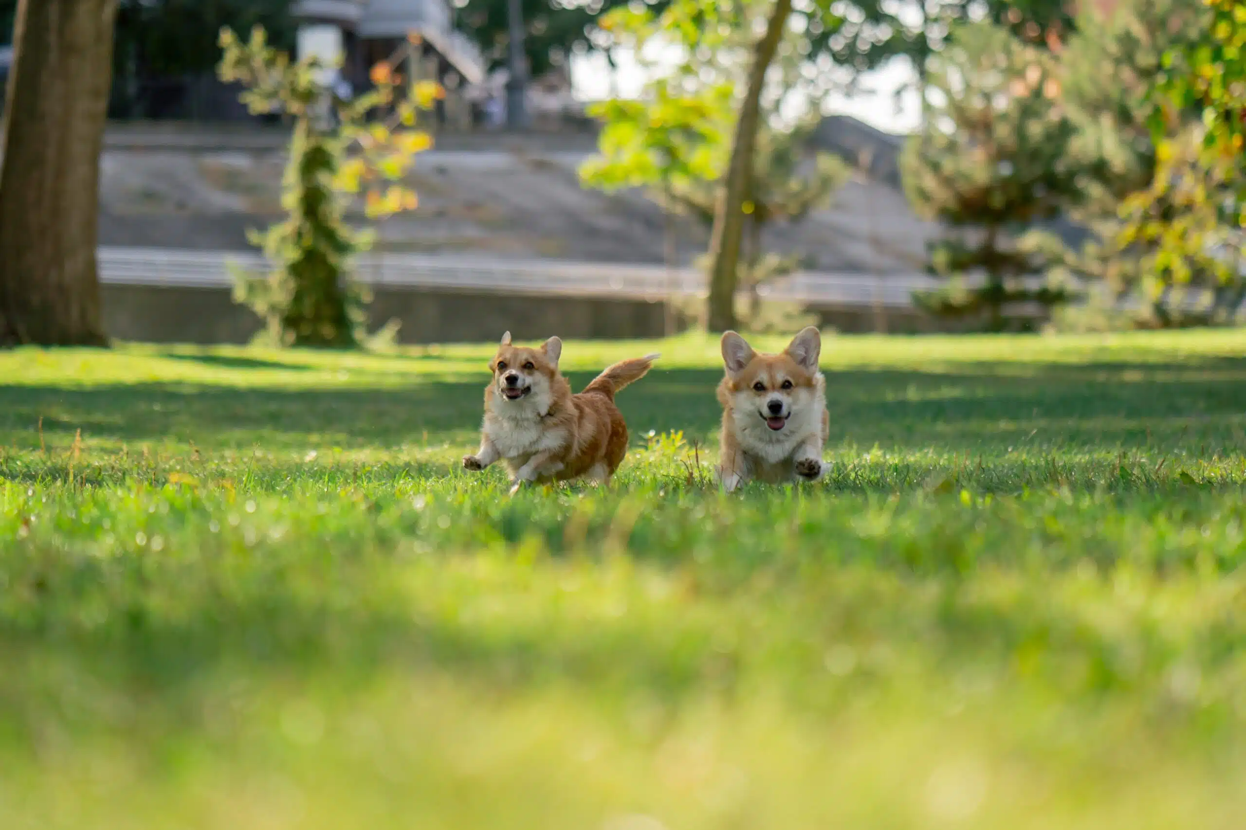 7 Dog Parks in Metro Manila Where You Can Enjoy with Your Furbaby
